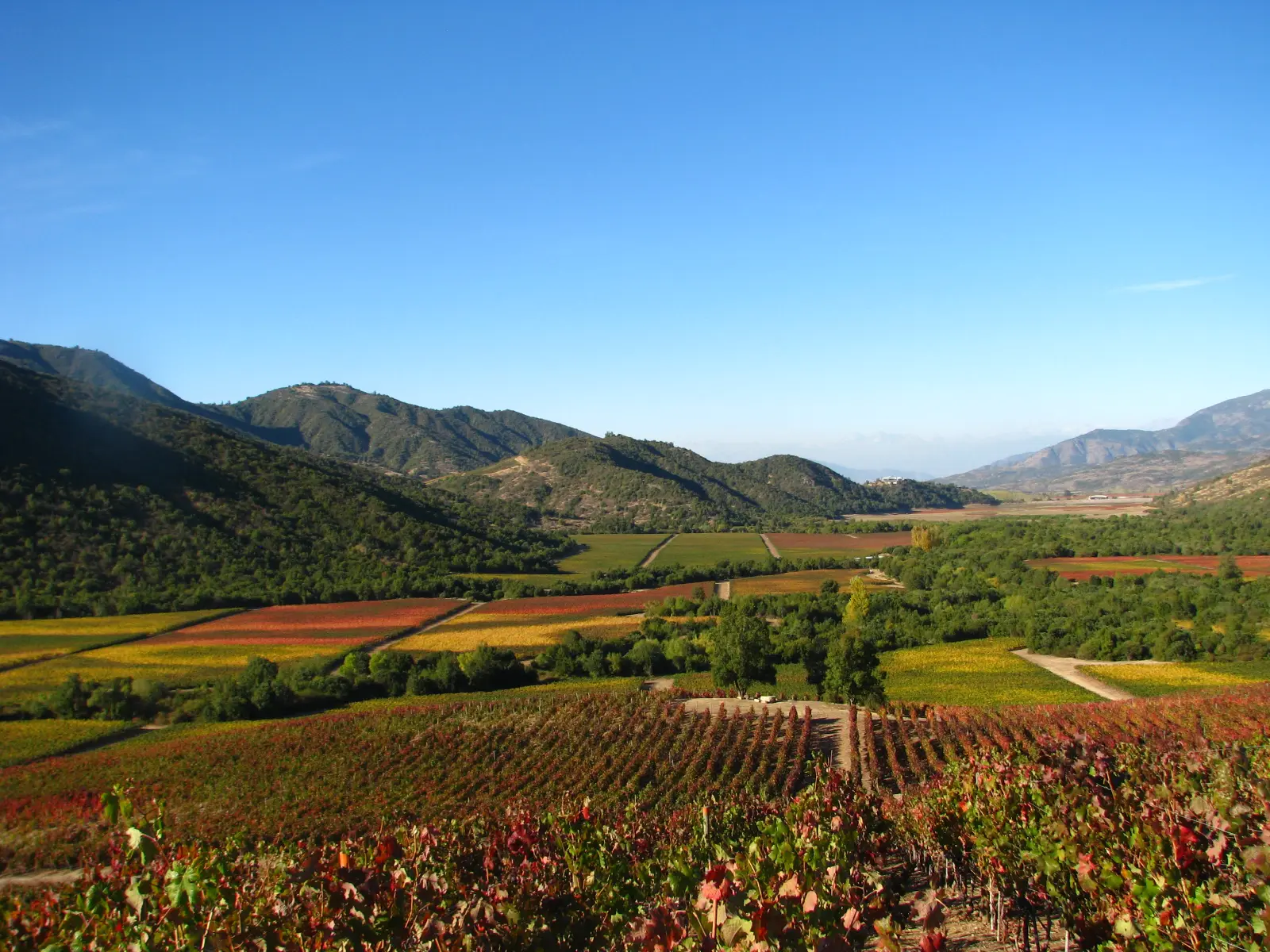 Paisaje de viñedos en otoño con colores verde oscuro y ocres en la ruta andina del vino accesible