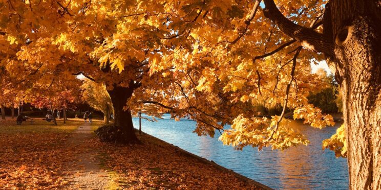 imagen de arboles con sus hojas amarillas en otoño al lado de un rio